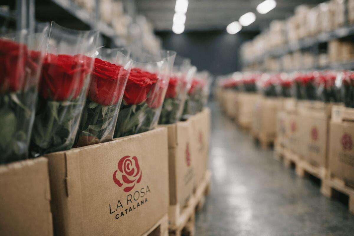 Caixes de roses amb marca La Rosa Catalana