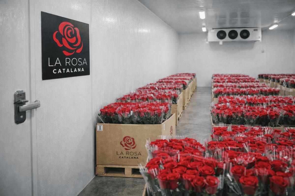 Cambra freda per conservar roses