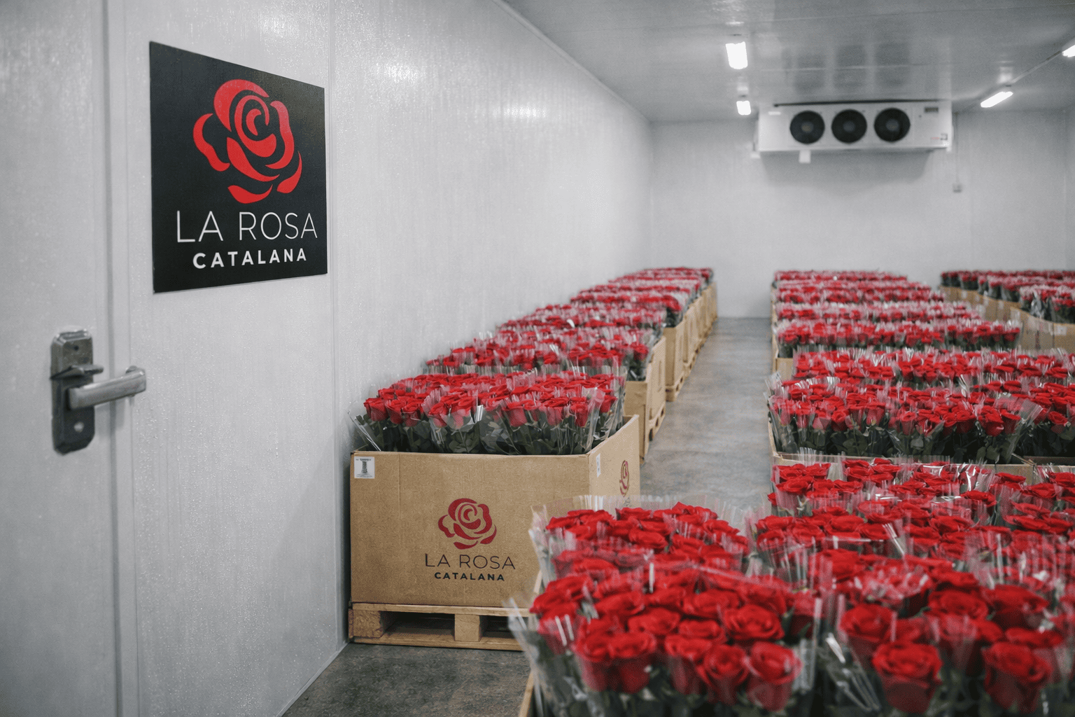 Cambra freda per conservar roses