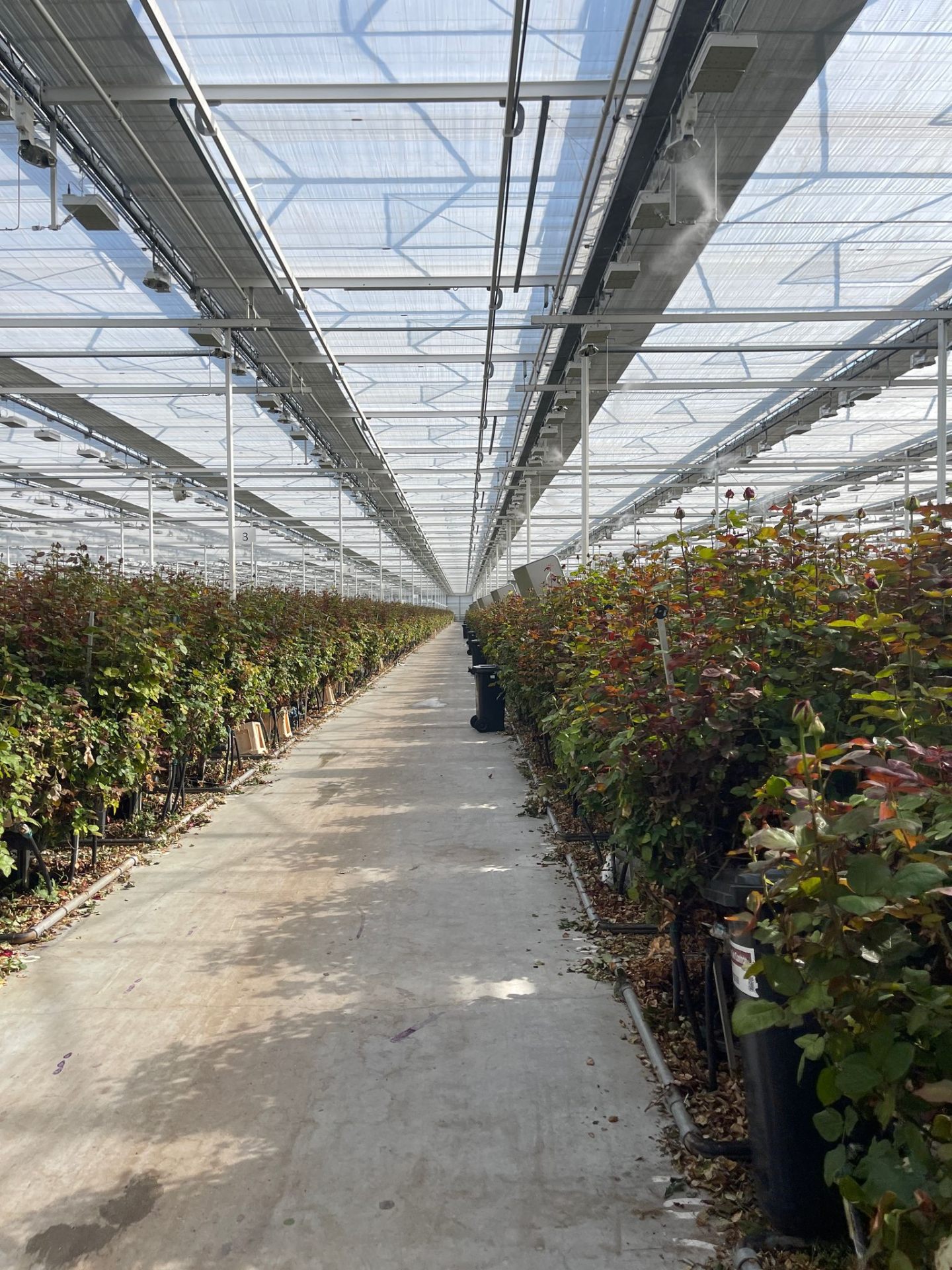 Hivernacle de roses Red Naomi per Sant Jordi