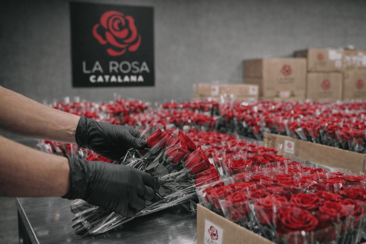 Mans treballant preparant roses