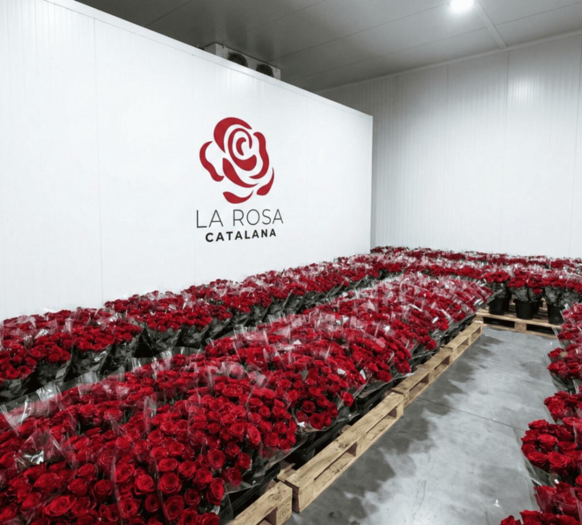 Mar de roses a la cambra freda