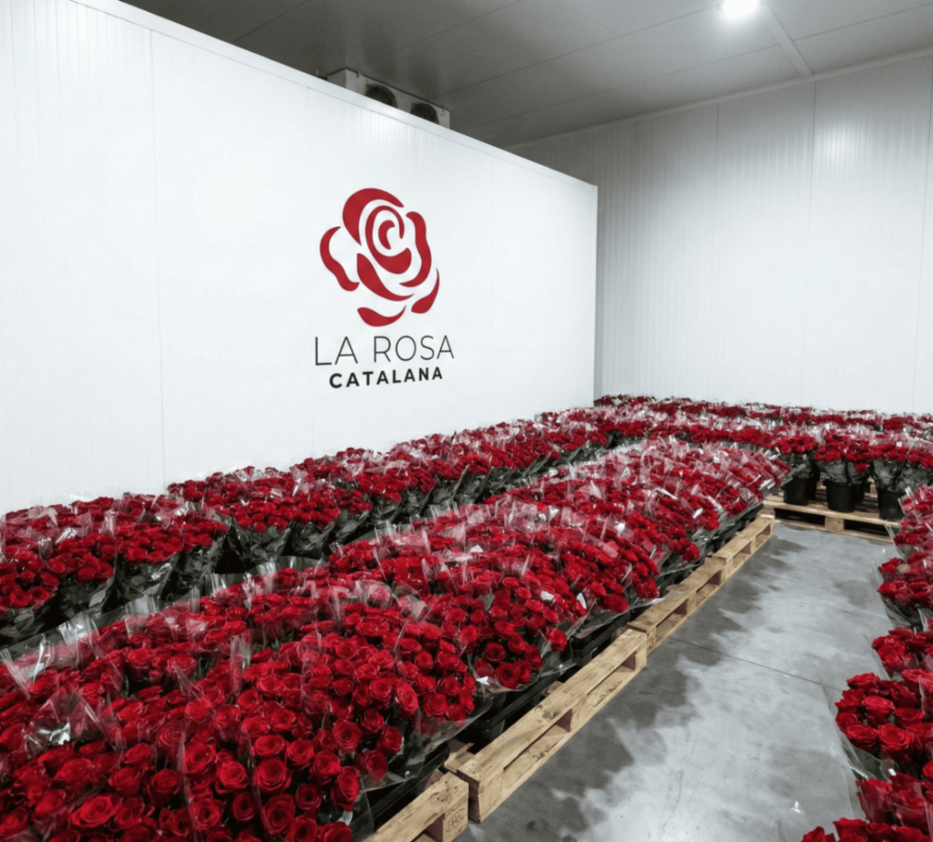 Mar de roses a la cambra freda