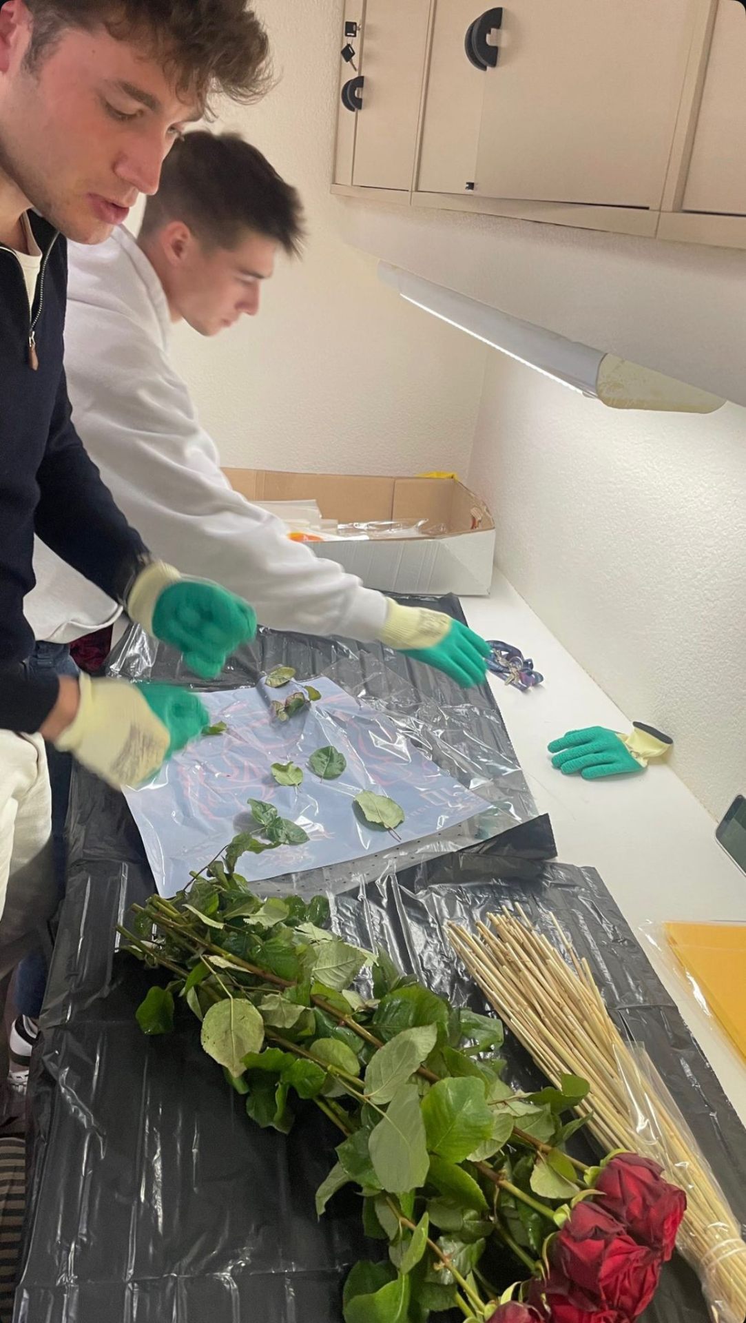 Roses fresques - Sant Gervasi