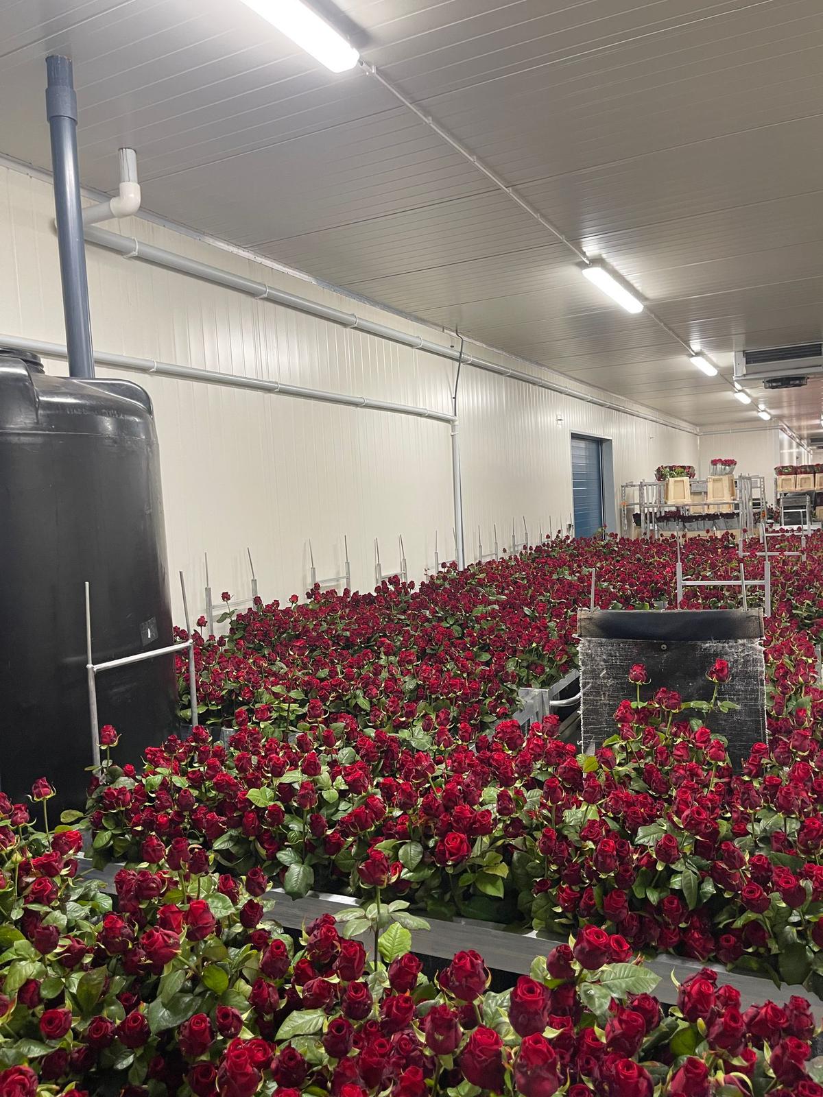 Selecció de roses - Sant Gervasi