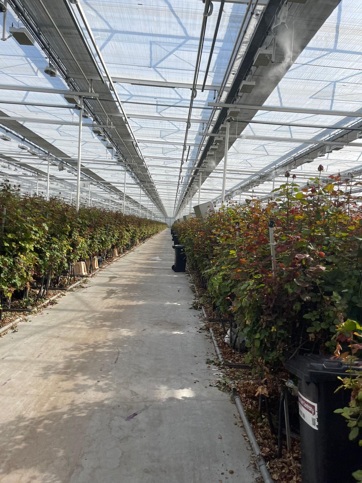 Roses de qualitat - Sant Gervasi